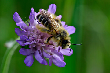pantaloon bee, hairy-legged mining bee // Braunbürstige Hosenbiene (Dasypoda hirtipes / Dasypoda altercator)