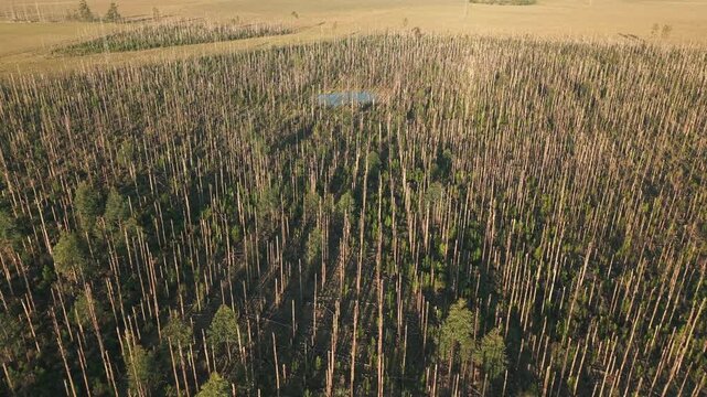 Panorama drone view of burned pine trees plantation area with visible trunks and forest debris.