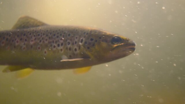 A brown trout is seen gliding through clear water, with sunlight creating beautiful patterns above and bubbles rising around it, showcasing its natural habitat.