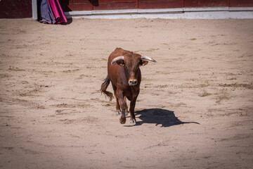 Corrida de toros