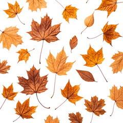Seamless pattern of autumn leaves isolated on transparent background