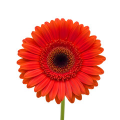 red gerbera isolated on white