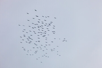 Flock of migratory birds flying in the sky over Vietnam, forming a dense, synchronized group.