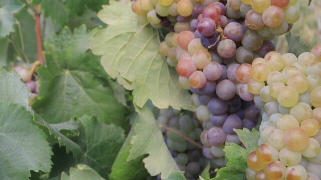 bunch of grapes