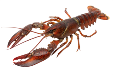 A detailed illustration of a red lobster with large claws and a segmented body. The lobster is shown against a transparent background, highlighting its features.