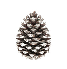 Isolate of natural brown pine cone on pure white background. Format png.