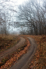 Country dirt road near the forest. Foggy autumn day. Tree branches rise into the sky, and fallen leaves are on the ground