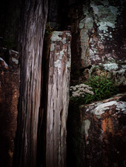 Fototapeta premium Rough tree bark with moss, lichen, and small white flowers growing in rock crevice