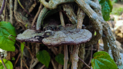 Aged bracket fungi grow on a tree trunk in a forest environment, showing cracked, woody textures...