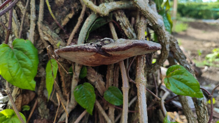 Aged bracket fungi grow on a tree trunk in a forest environment, showing cracked, woody textures and signs of natural decay.