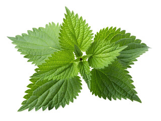 Vibrant green plant leaves show natural detail, growing upwards. This fresh, healthy plant is isolated on a transparent background PNG image.