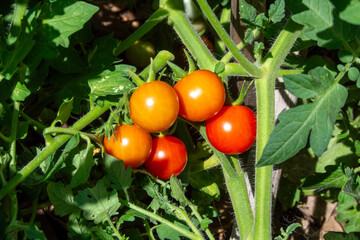 Tomates pequeños o tomates cherry maduros en la mata