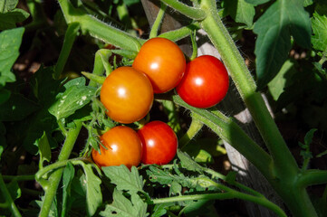 Tomates pequeños o tomates cherry maduros en la mata