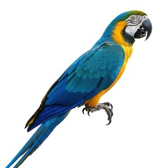 Fototapeta premium Vibrant blue and yellow macaw parrot perched against a clean white background