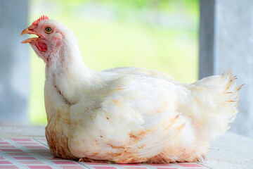 Close up of a white broiler chicken sitting on tiled floor, beak open, possibly vocalizing. Captured in natural light with soft background. Ideal for agricultural, farming, or livestock concepts.