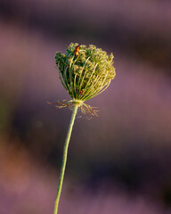 Ideal for Botanical Studies, Insect Ecology, or Macro Photography Themes.