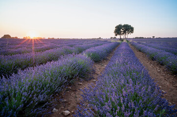 Sunset Over Sprawling Lavender Fields with a Lone Tree on the Horizon.