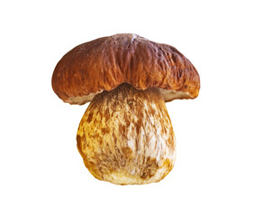 Porcini mushroom cutout on transparent background isolated food object. Fresh boletus edulis, commonly used in culinary dishes