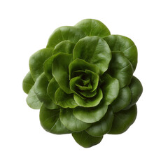 Obraz premium A vibrant green head of lettuce beautifully arranged in layers against a white isolated background, showcasing its fresh, crisp texture and organic appeal, perfect for food photogr