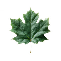 A vibrant green maple leaf isolated on a white background, showcasing intricate leaf veins and a natural texture, perfect for botanical designs and nature-themed projects.