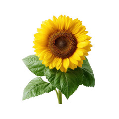 Obraz premium A vibrant sunflower with bright yellow petals and a rich brown center, surrounded by lush green leaves against a white isolated background.
