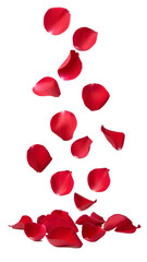 Falling rose petal isolated on transparent background