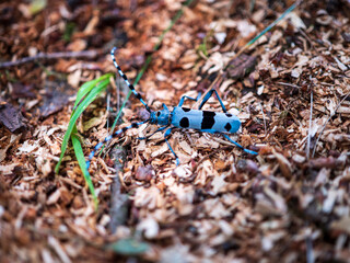 Close-up of Alpine longhorn beetle (Rosalia alpina) on wood chips in a European forest, showing its blue body and black spots.