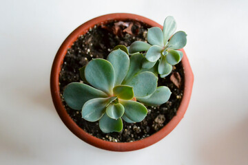 A Beautiful Succulent Plant Arrangement Featured in a Terracotta Pot for Your Home Decor