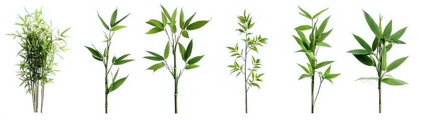 Fototapeta premium Fresh green bamboo stems with leaves isolated on white background, botanical set for natural design projects and zen compositions.