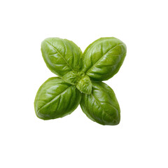 Fototapeta premium Fresh green basil leaf with a vibrant hue, isolated on a white background. Ideal for culinary and healthy cooking visuals.