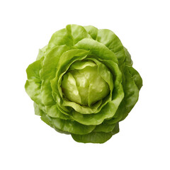 Fresh green lettuce with crisp leaves, isolated on a white background. Ideal for culinary themes, salad recipes, and healthy eating concepts.