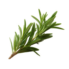 Fototapeta premium Fresh green rosemary sprig isolated on a white background, showcasing its vibrant leaves and unique aroma, perfect for culinary uses or as a decorative herb.