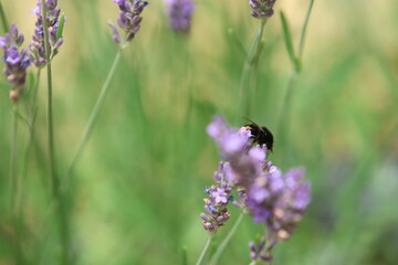 Kwiat Lawendy aa niej pszczoła