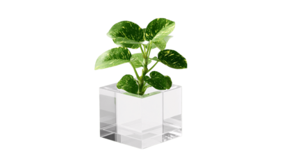 A transparent acrylic plant pot with minimal design aesthetics, white background --ar 16:9