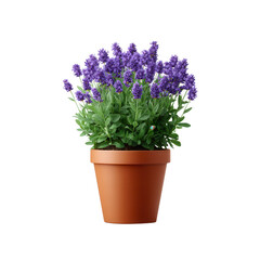 Lavender plant in a terracotta pot with vibrant purple flowers. Ideal for home decor or gardening projects.
