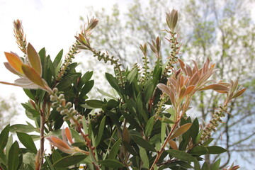 Kuflik, gatunek rośliny © POV_swiata