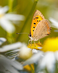 butterfly on flower