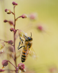 bee on a pink flower