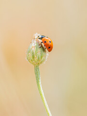 ladybird on a blade of grass