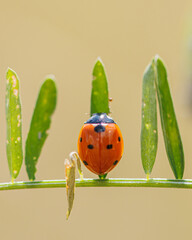ladybug on green leaf