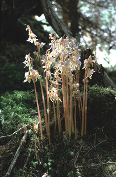 Rare Epipogium aphyllum or the ghost orchid whole plants