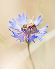 bee on flower