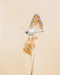butterfly on a flower