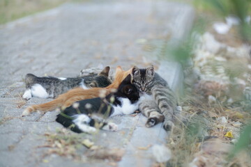 little kitten drinks milk from mother