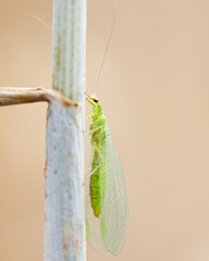 Green lacewing on a branch