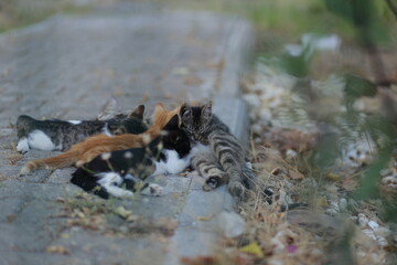 little kitten drinks milk from mother