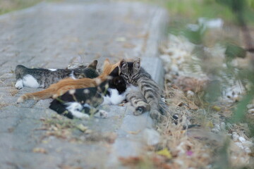 little kitten drinks milk from mother