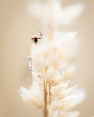 Hidden dragonfly behind a plant