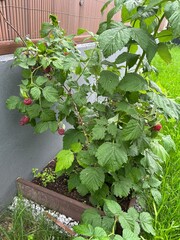 krzew malin w ogrodzie  © Piotr