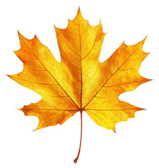Obraz premium PNG Maple leaf photography isolated illustration.